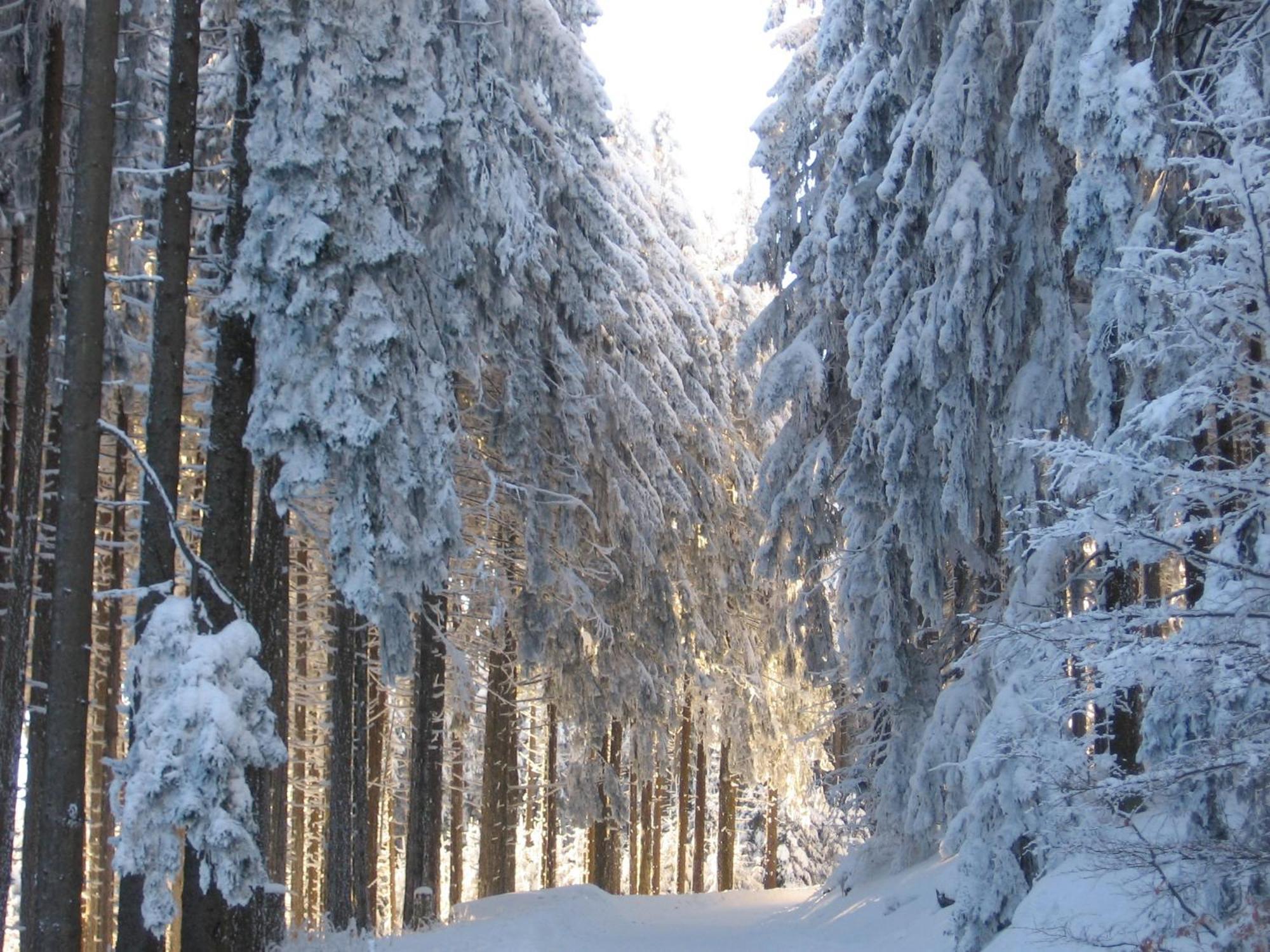 Apartmenthaus - Haus Am Schultal, Braunlage Buitenkant foto